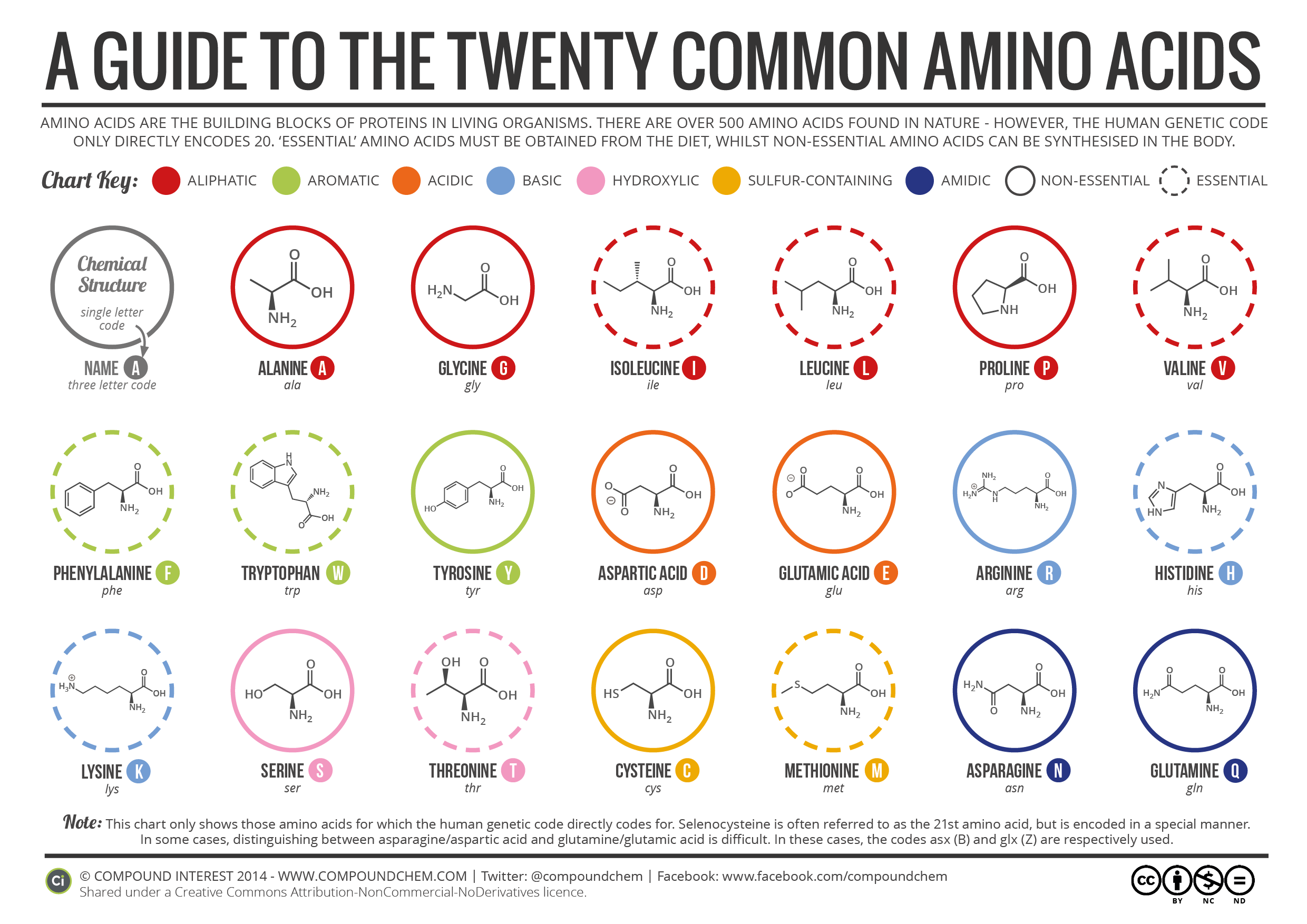 20 Common Amino Acids