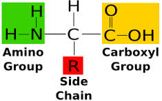 General Structure of Amino Acids