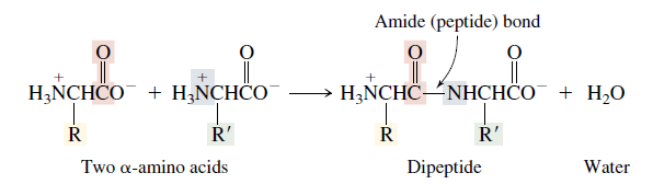 peptide bond