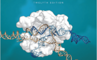 Concepts of Genetics (12th Ed.) By Klug, Cummings, Spencer, Palladino and Killian