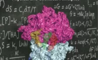 The Molecules of Life Physical and Chemical Principles By John Kuriyan, Boyana Konforti and David Wemmer