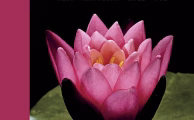Campbell Biology (13th Edition) by Lisa A. Urry, Peter V. Minorsky, Kerry L. Hull and Rebecca B. Orr